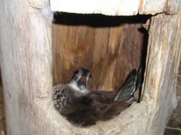 canards 012.jpg (162 ko)